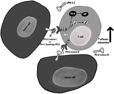 Frontiers The Controversial Role Of PD 1 And Its Ligands In